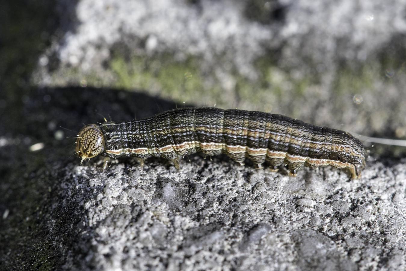 Las orugas invaden Cantabria