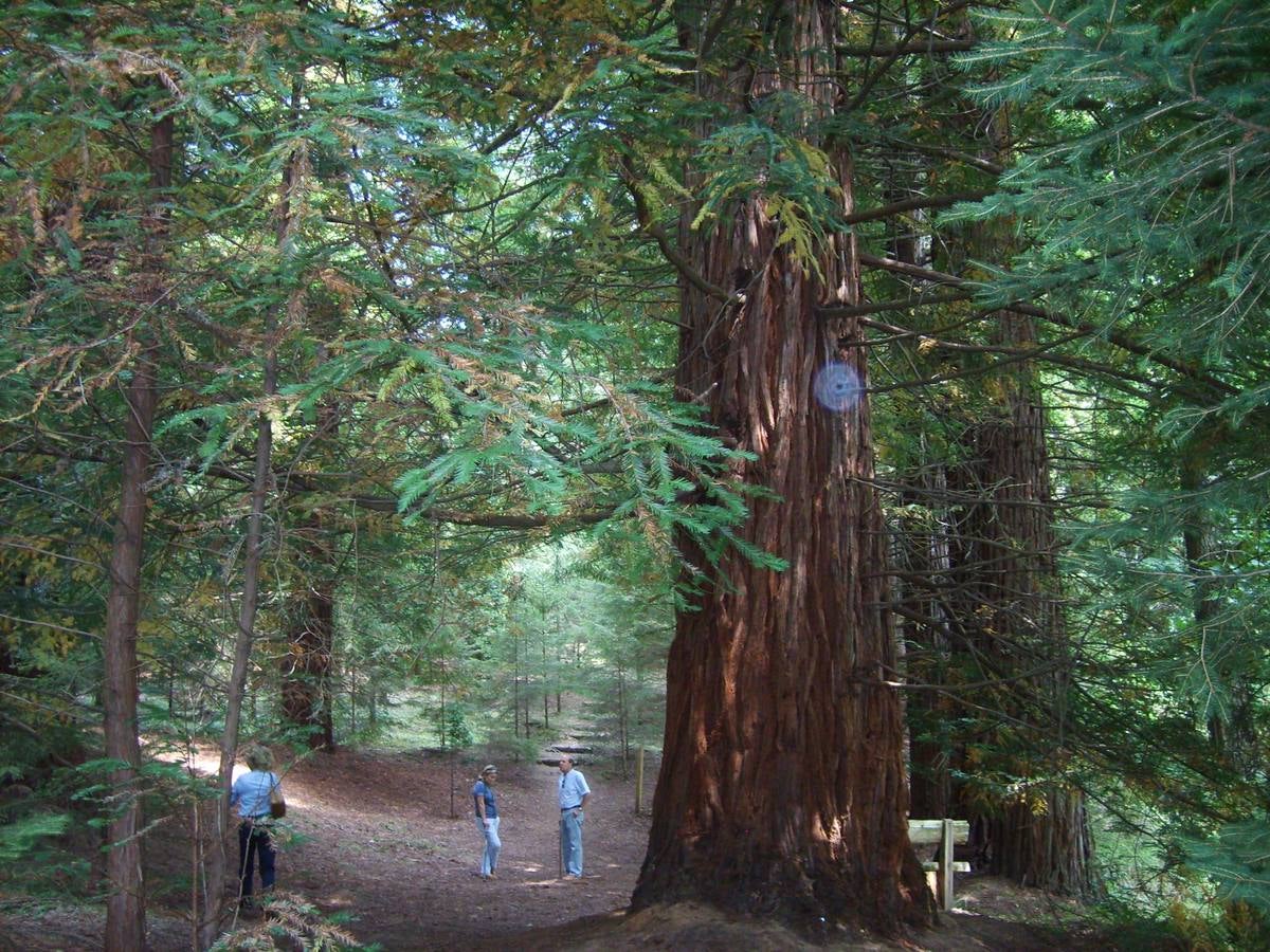 Otros nombres con los que se conoce a esta especie son secuoya roja o secuoya de California.