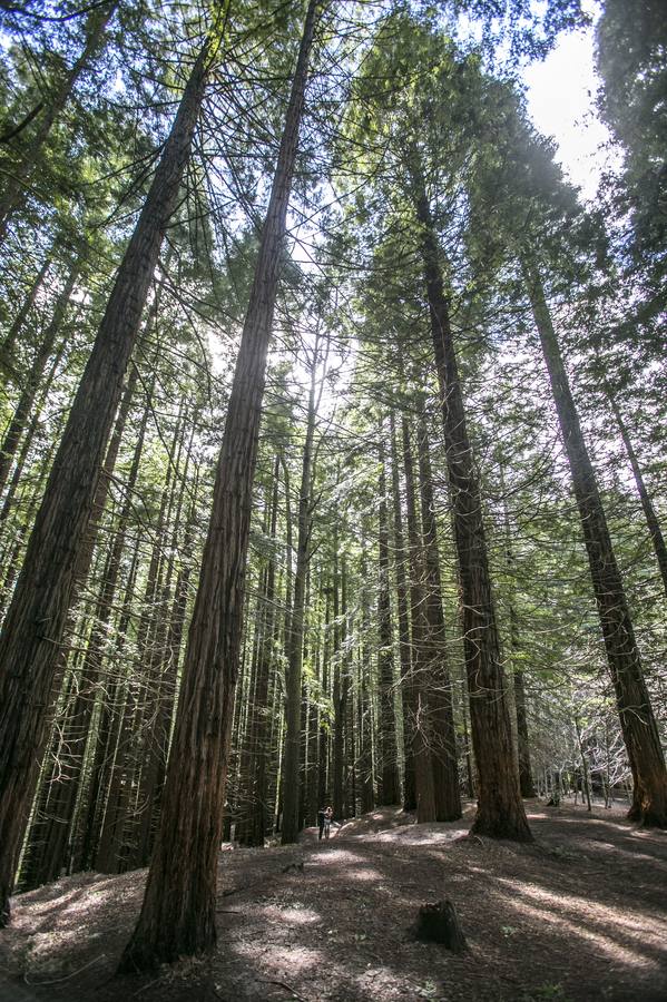 La oficina de turismo de Cabezón ofrece visitas guiadas 942 700 332. Punto de encuentro aparcamiento del bosque.