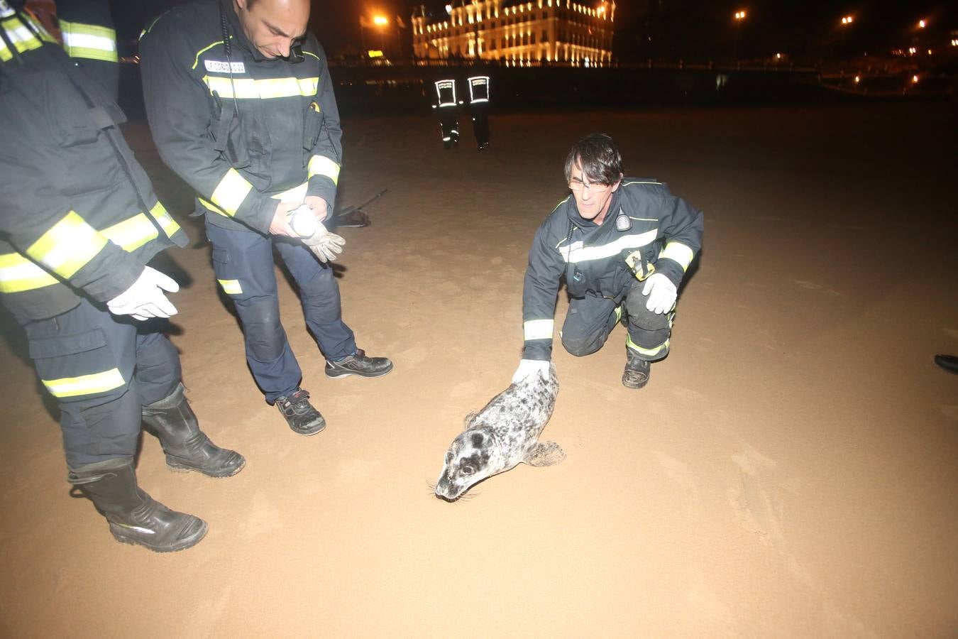 Aparece una foca herida en la Segunda de El Sardinero