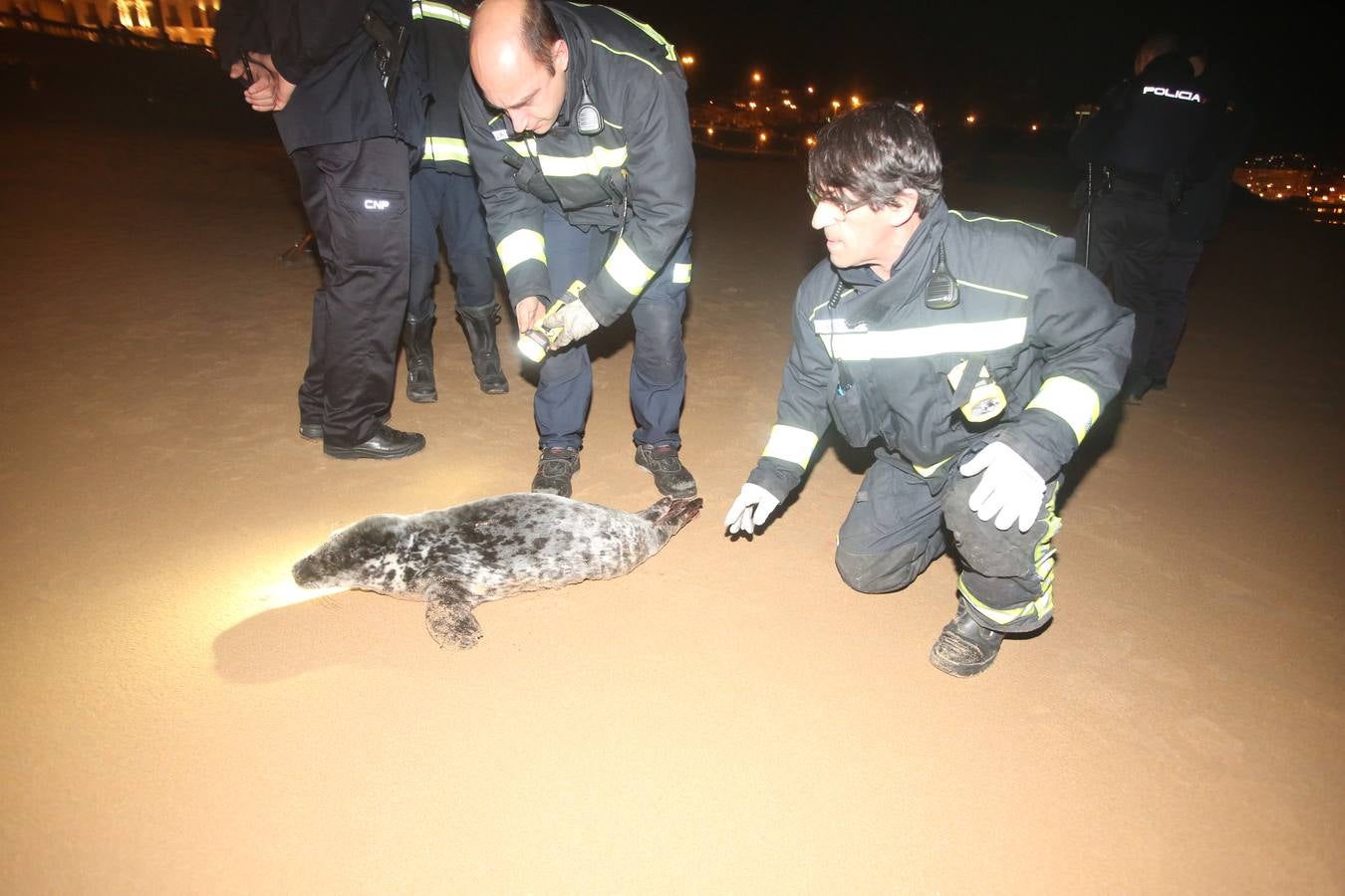 Aparece una foca herida en la Segunda de El Sardinero