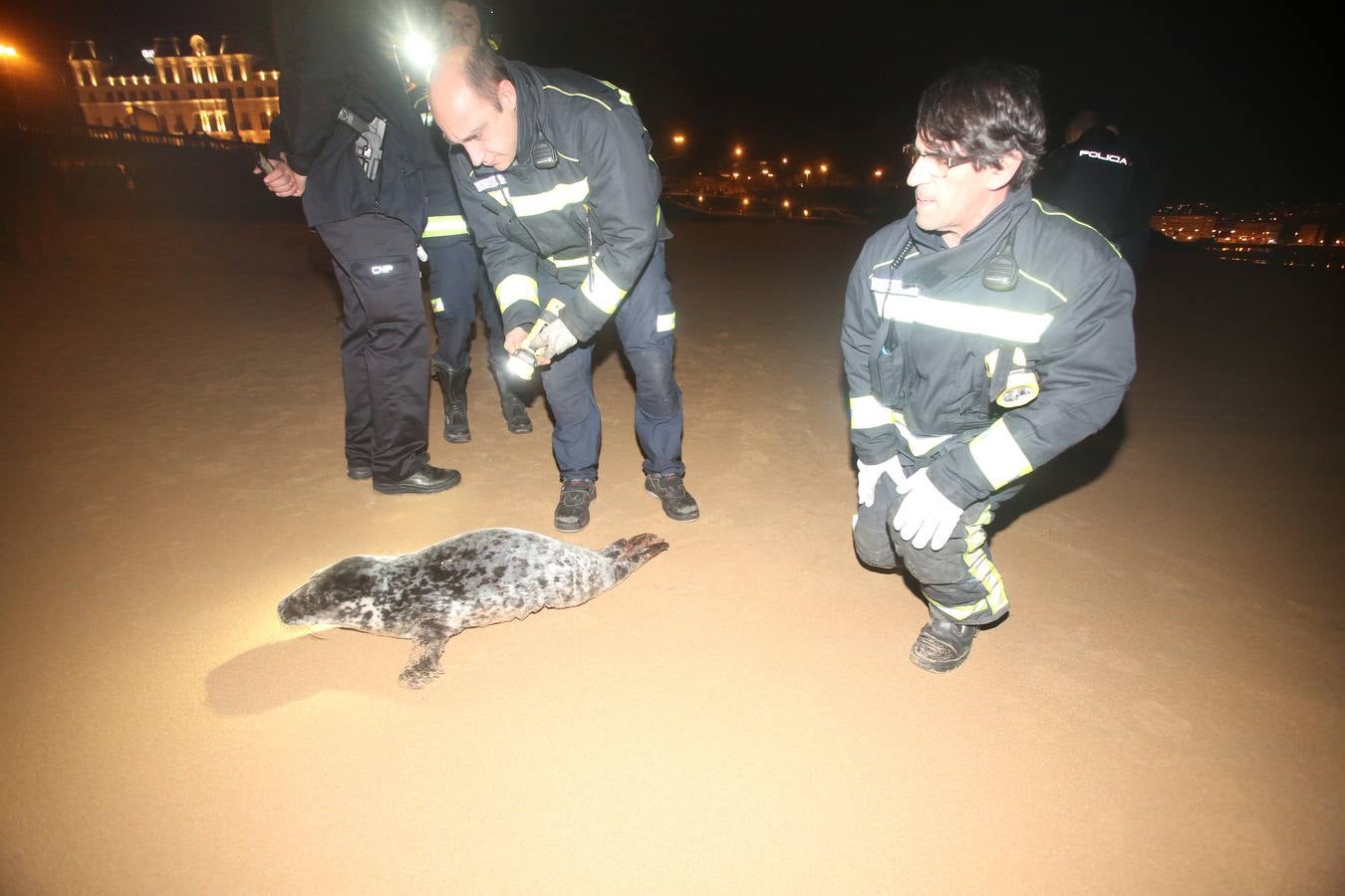 Aparece una foca herida en la Segunda de El Sardinero