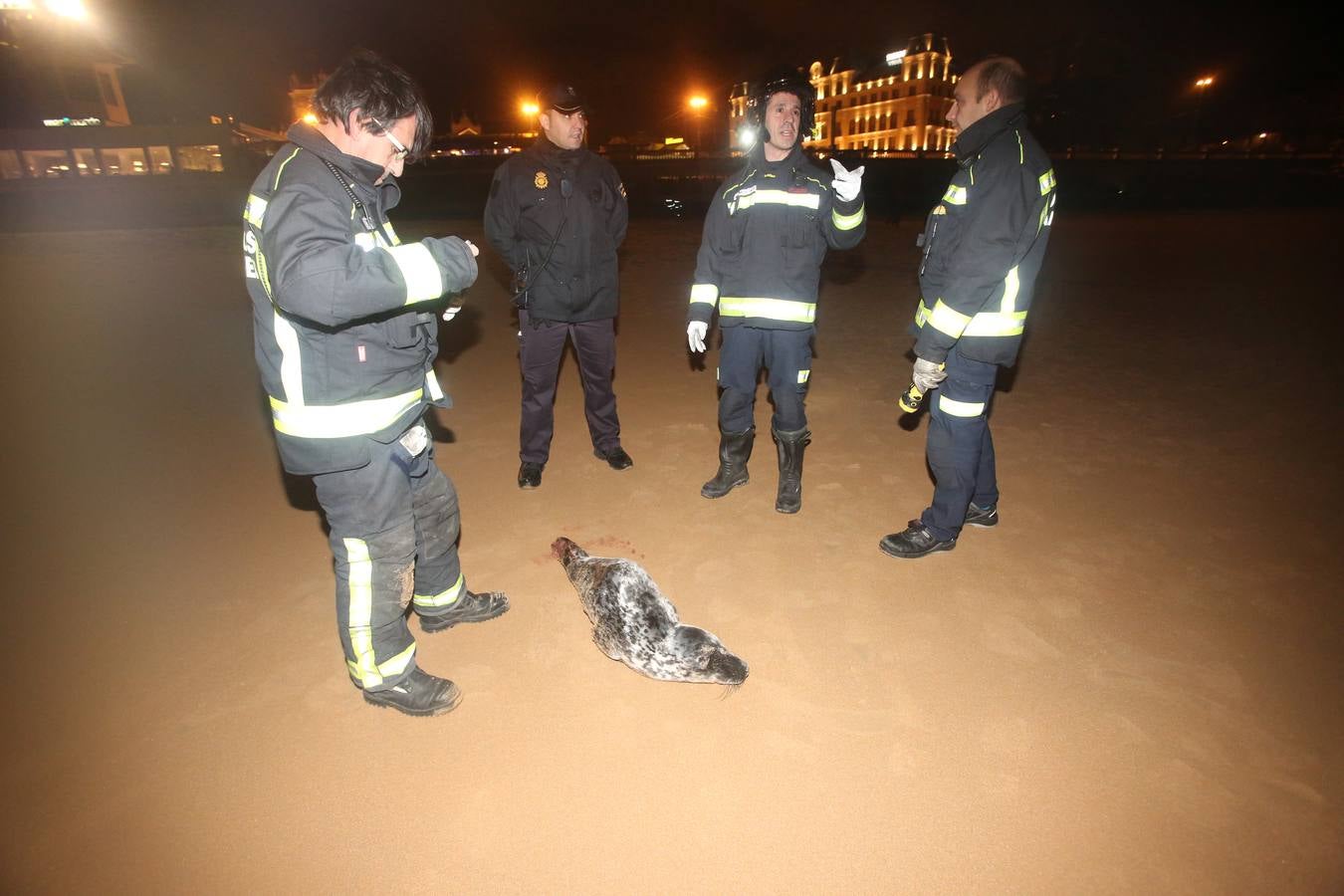 Aparece una foca herida en la Segunda de El Sardinero