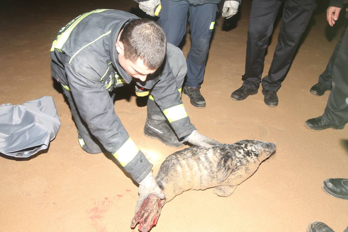 Aparece una foca herida en la Segunda de El Sardinero