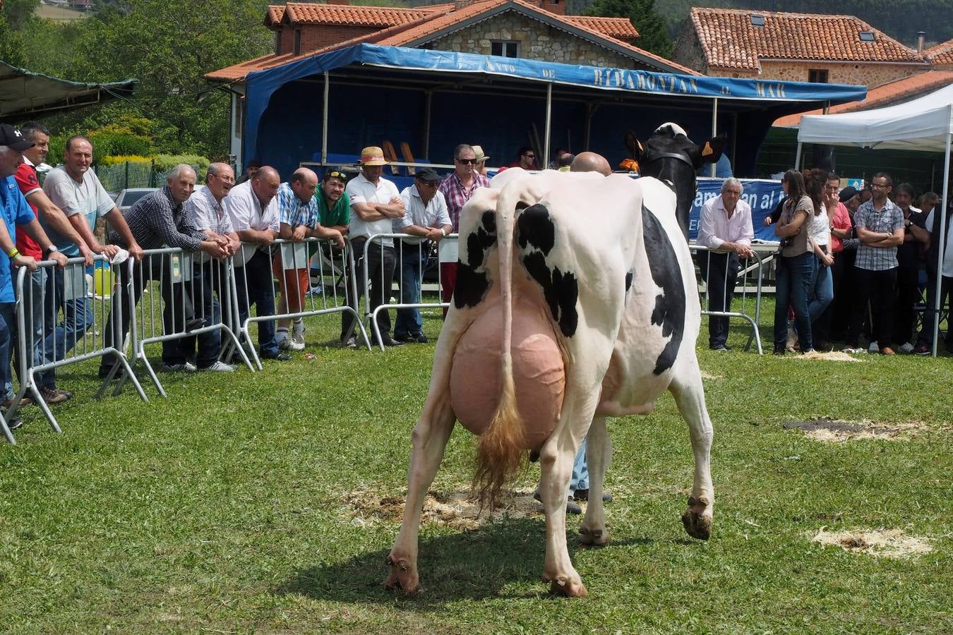 Concursos de ganado por San Isidro