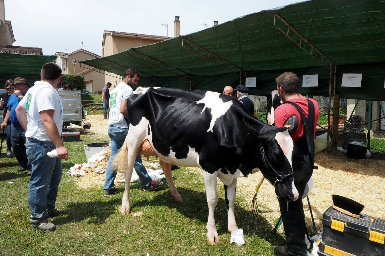 Concursos de ganado por San Isidro