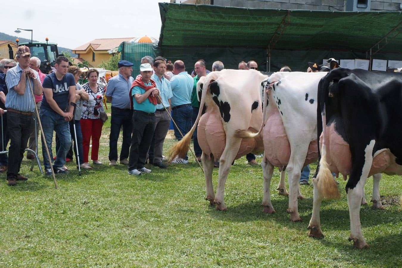 Concursos de ganado por San Isidro