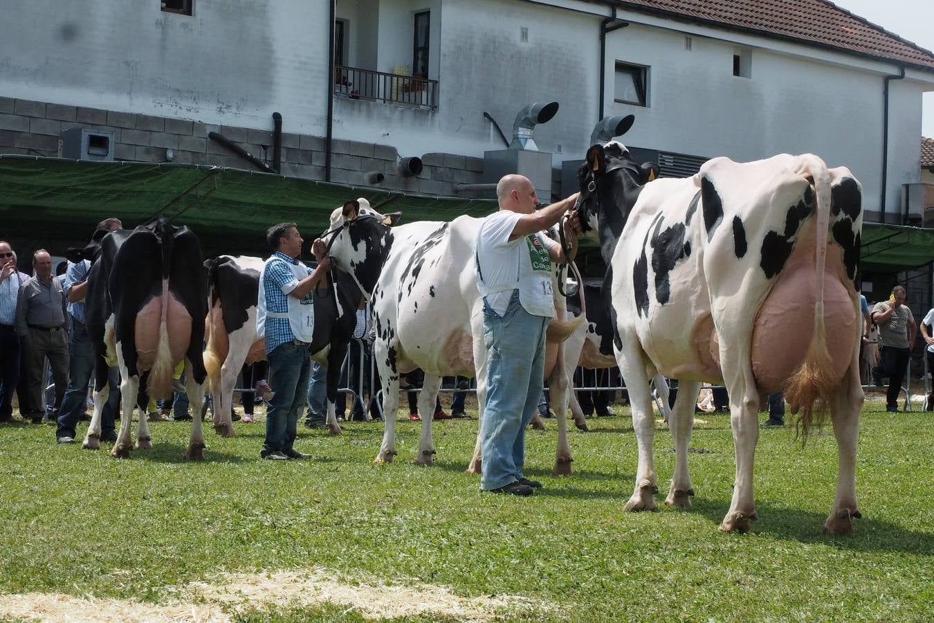 Concursos de ganado por San Isidro