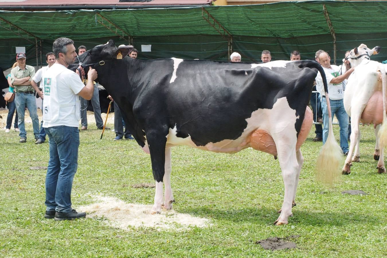 Concursos de ganado por San Isidro