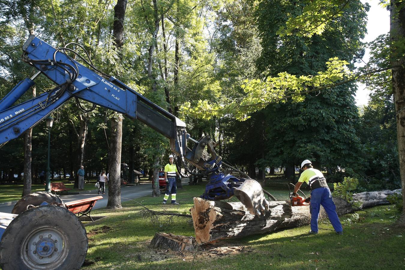 El Ayuntamiento de Torrelavega ha comenzado hoy a retirar del Parque Manuel Barquín los alrededor de 40 árboles muertos o en muy mal estado según el estudio encargado recientemente por la Concejalía de Medio Ambiente.