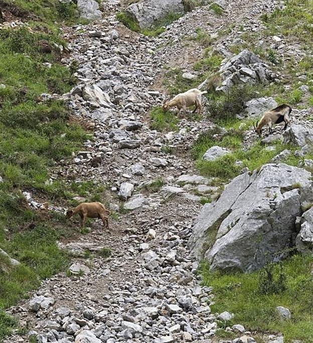 Imagen de archivo de dos cabras cerca del Desfiladero.