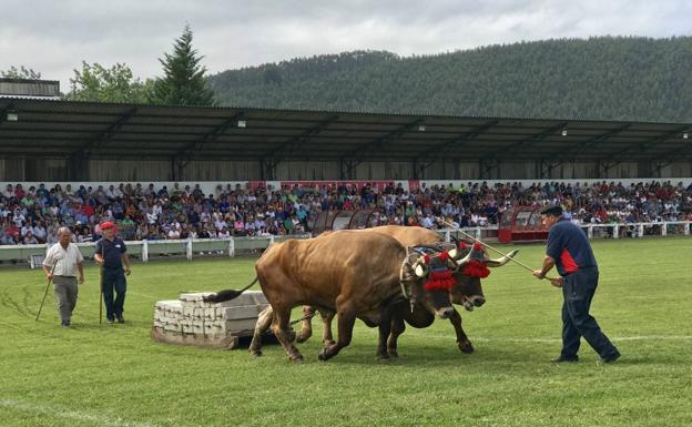 El arrastre de bueyes concitó a numeroso público en el centro Santiago Galas. 