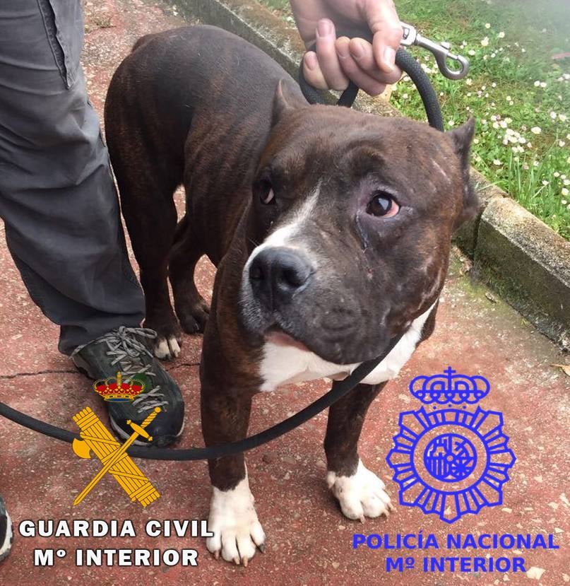 Cuatro perros, un pony y un quad vuelven a sus legítimos dueños tras la detención de los autores de media docena de robos