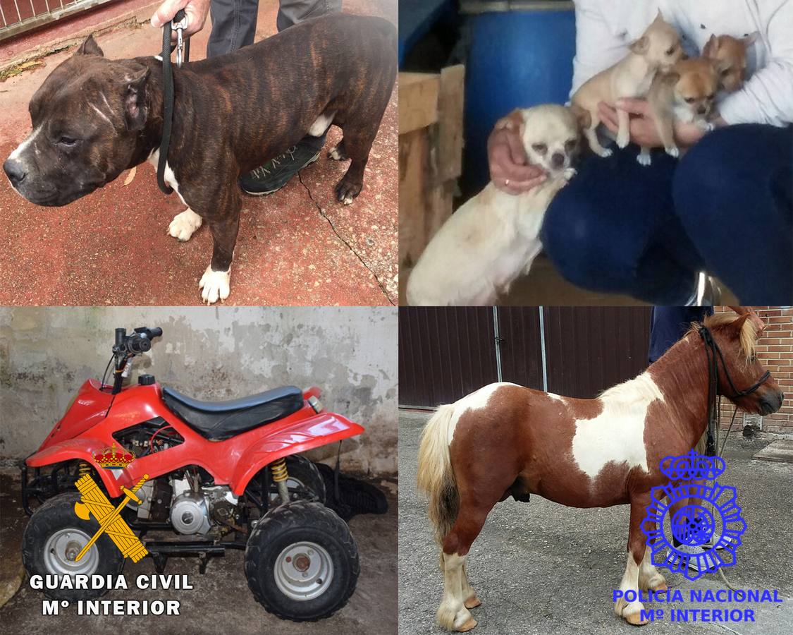 Cuatro perros, un pony y un quad vuelven a sus legítimos dueños tras la detención de los autores de media docena de robos