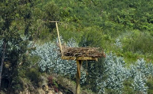 Un grupo de voluntarios se afana en colocar los posaderos en la Marisma del Conde, lugar elegido por la primera pareja de águilas pescadoras que se ha asentado en la cornisa Cantábrica, desde que desapareció su pista en los años ochenta del pasado siglo