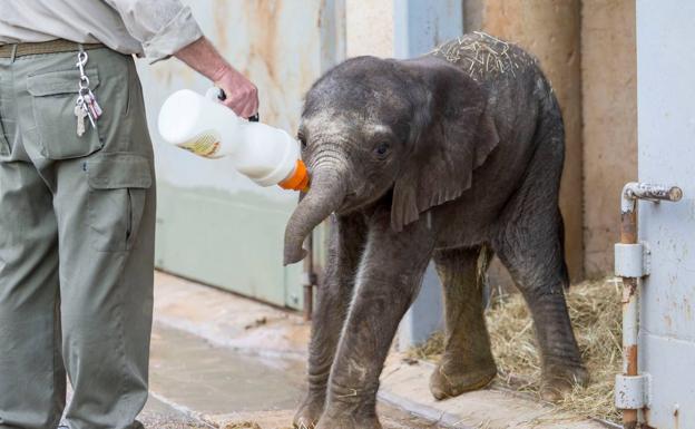 Imagen principal - Nace la segunda cría de elefante africano en Cabárceno en menos de un mes