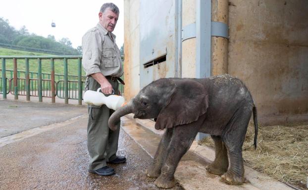 La nueva cría de elefante está siendo alimentada con biberón.