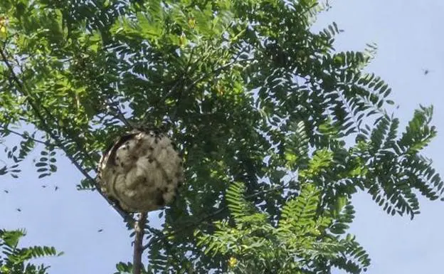 La avispa asiática avanza sin freno: más de 2.000 nidos han sido ya retirados este año
