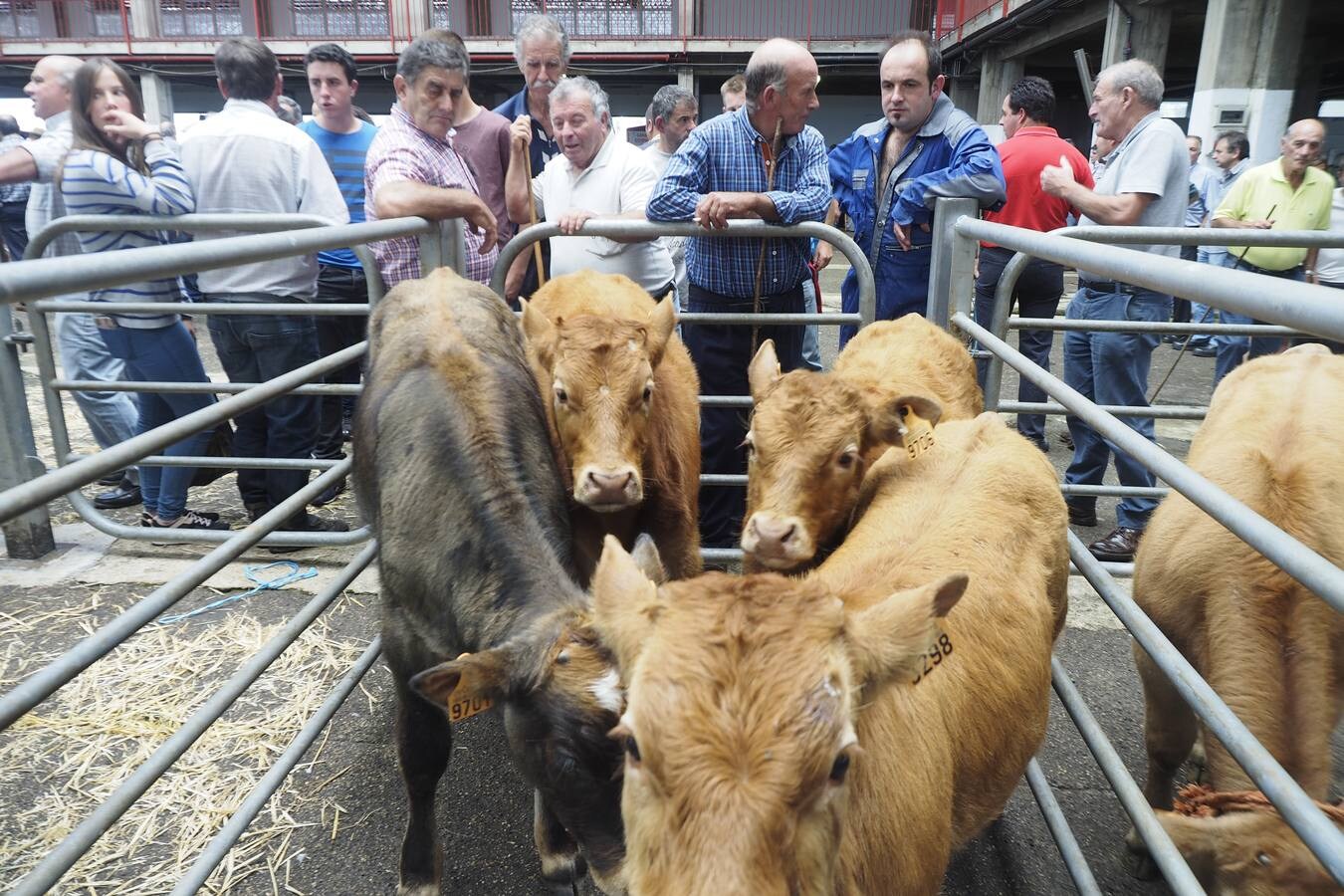 La muestra de ganado ha reducido la oferta pero ha mejorado los precios de la leche