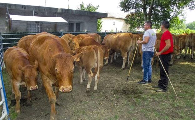 El Gobierno dejará en manos de los «veterinarios de confianza» de los ganaderos los controles sanitarios