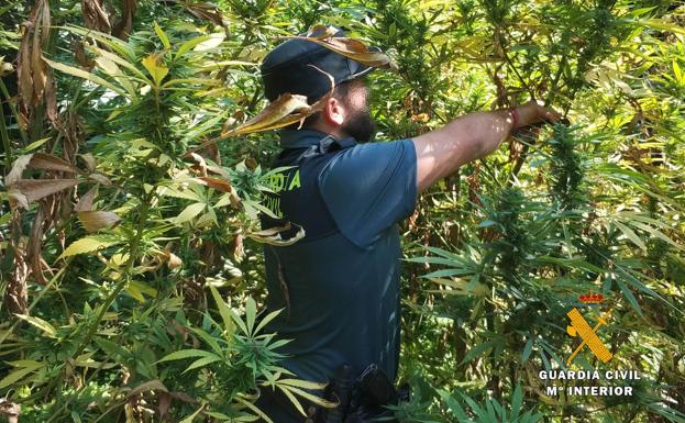 Plantas de marihuana encontradas en Laredo.