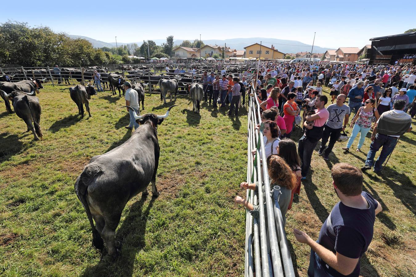 Olimpiada del Tudanco en Cabezón de la Sal