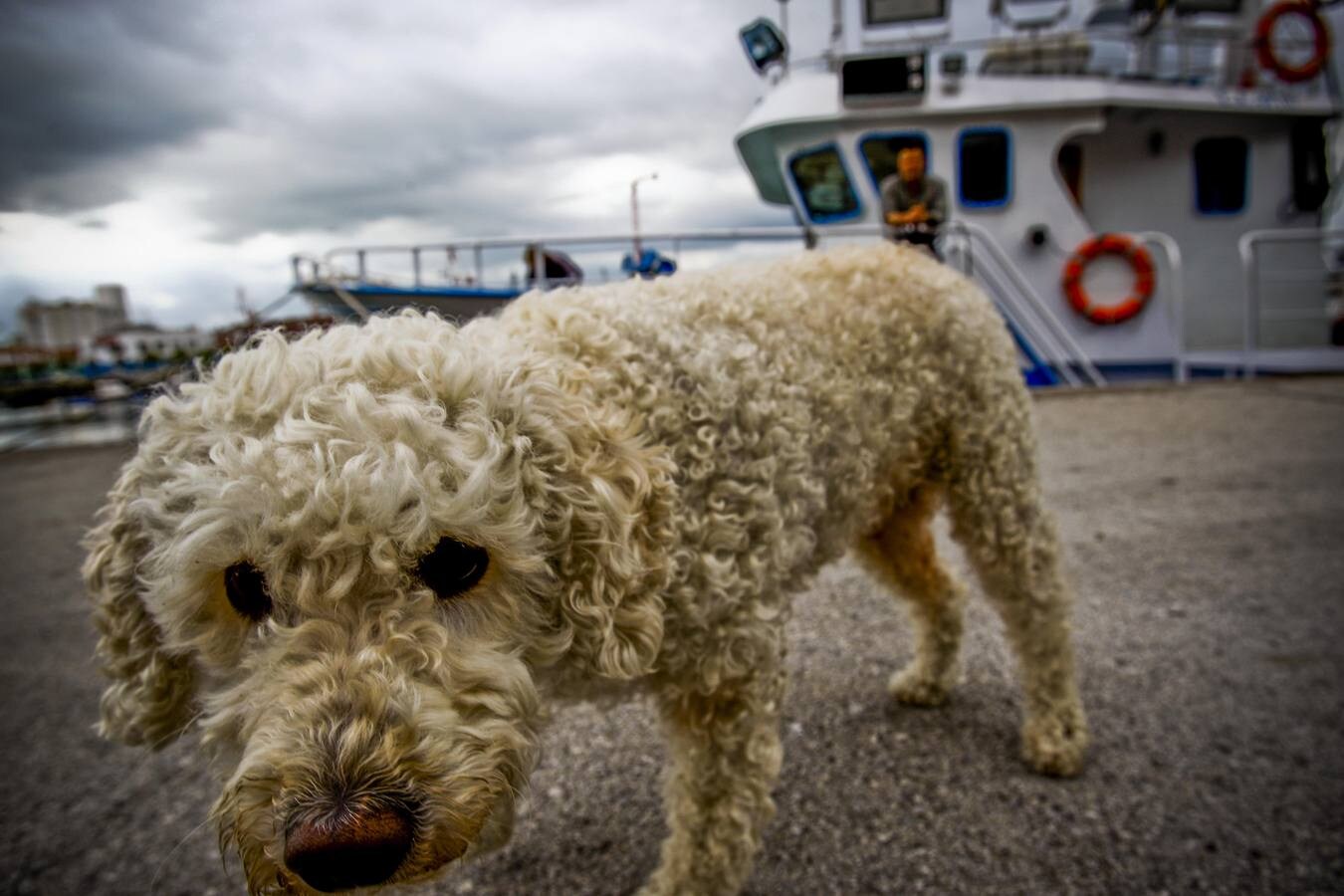 Un ejemplar de perro de aguas del Cantábrico rondando el barco en el que navega mientras permanece atracado. (Foto: Alberto Aja)
