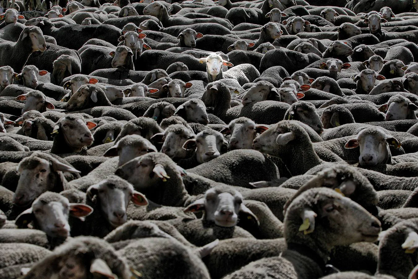 Un rebaño de ovejas a su paso por la localidad de Babia (León) durante la trashumancia que las trae desde Sierra Morena. (Foto: Bruno Moreno)