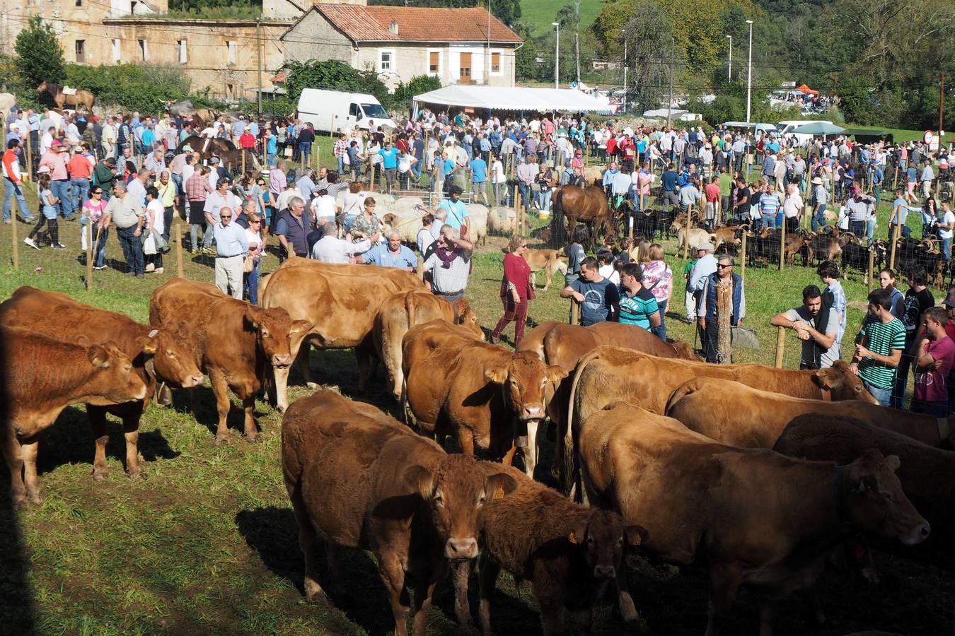 Más de 1.000 personas acuden a la tradicional cita ganadera y comercial que se celebra en Hoznayo