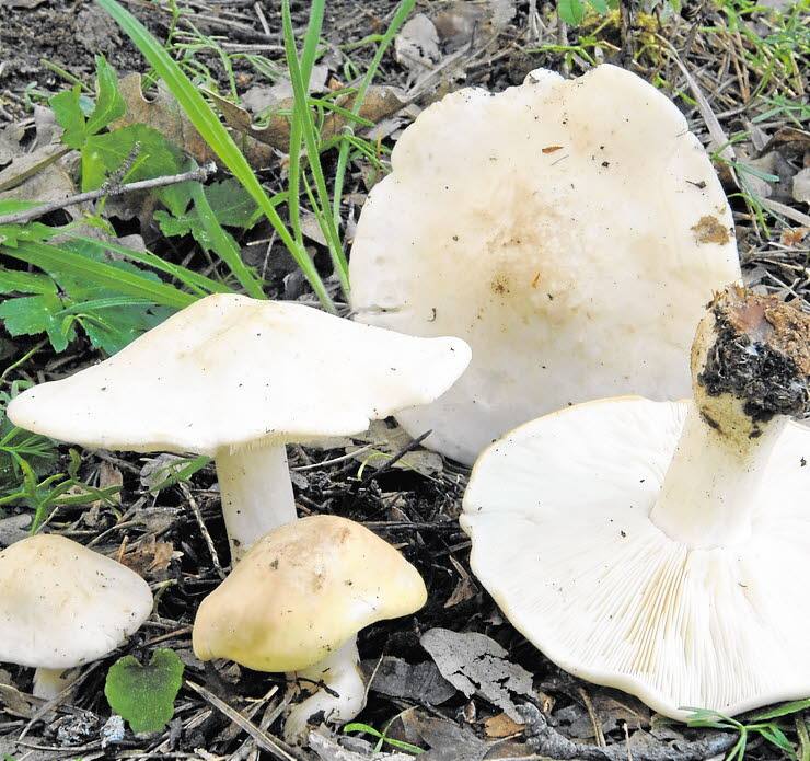 Camargo celebra las XXXI Jornadas Micológicas de Cantabria