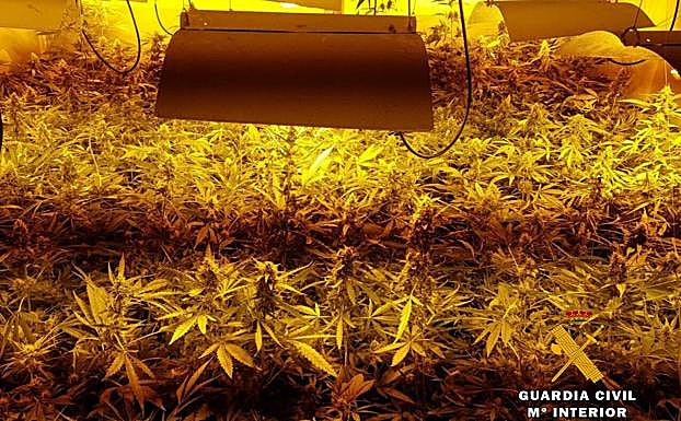 Intervenidas casi 800 plantas de marihuana en una plantación dentro de un garaje de Heras