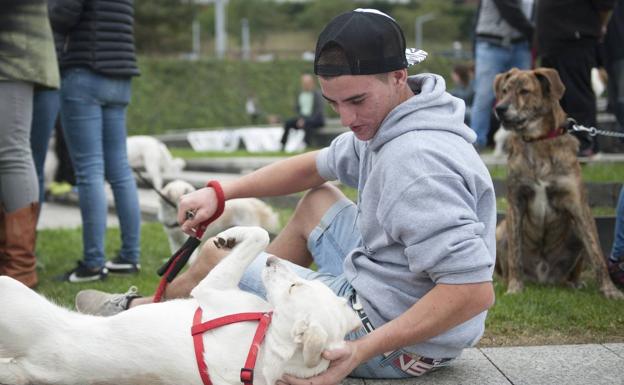 Las personas que acudieron a Las Llamas conocieron y jugaron con los perros sin hogar