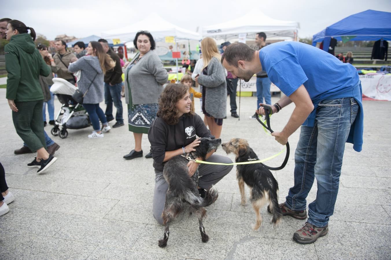 Un centenar de perros se reunieron este domingo en Las Llamas con motivo de la III Feria de Animales