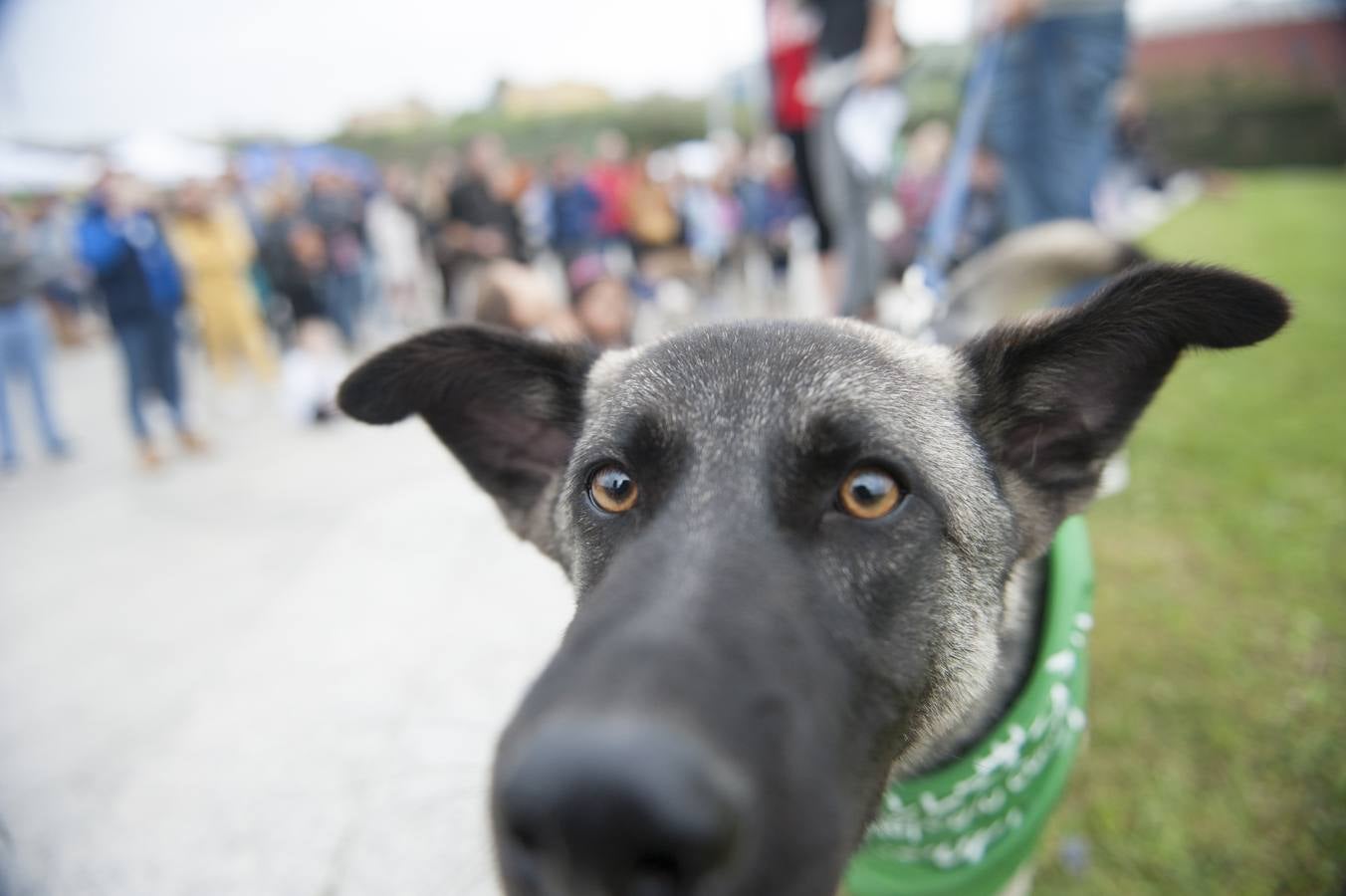 Un centenar de perros se reunieron este domingo en Las Llamas con motivo de la III Feria de Animales