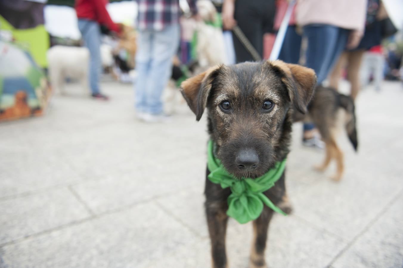 Un centenar de perros se reunieron este domingo en Las Llamas con motivo de la III Feria de Animales