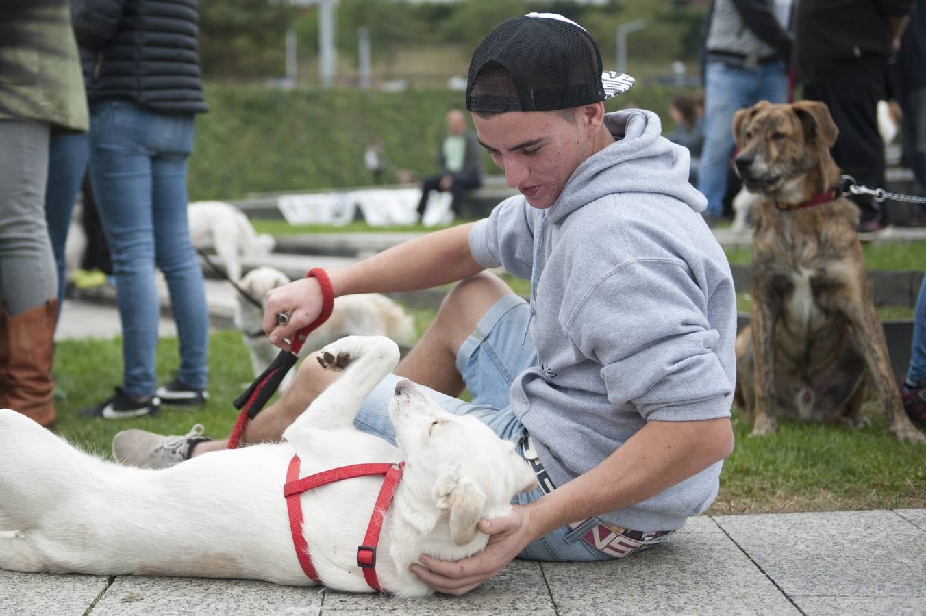 Un centenar de perros se reunieron este domingo en Las Llamas con motivo de la III Feria de Animales