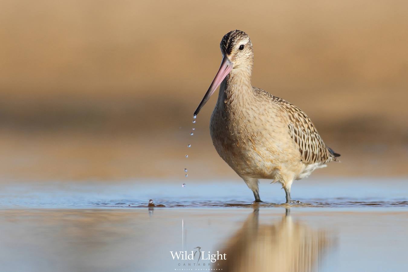 El conservacionista cántabro Roberto González lanza WildLife Cantabria, una web para difundir la belleza y riqueza de la naturaleza de Cantabria.