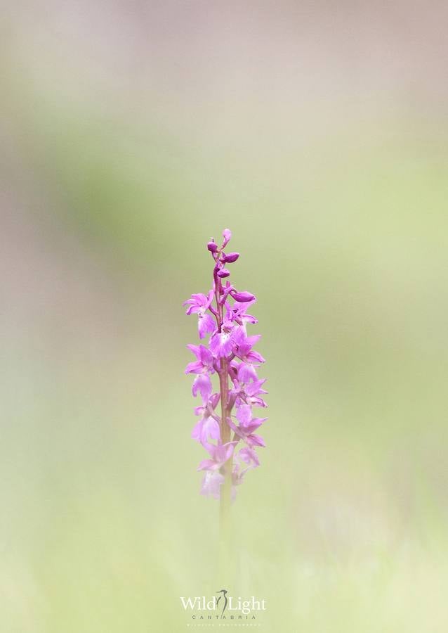 El conservacionista cántabro Roberto González lanza WildLife Cantabria, una web para difundir la belleza y riqueza de la naturaleza de Cantabria.