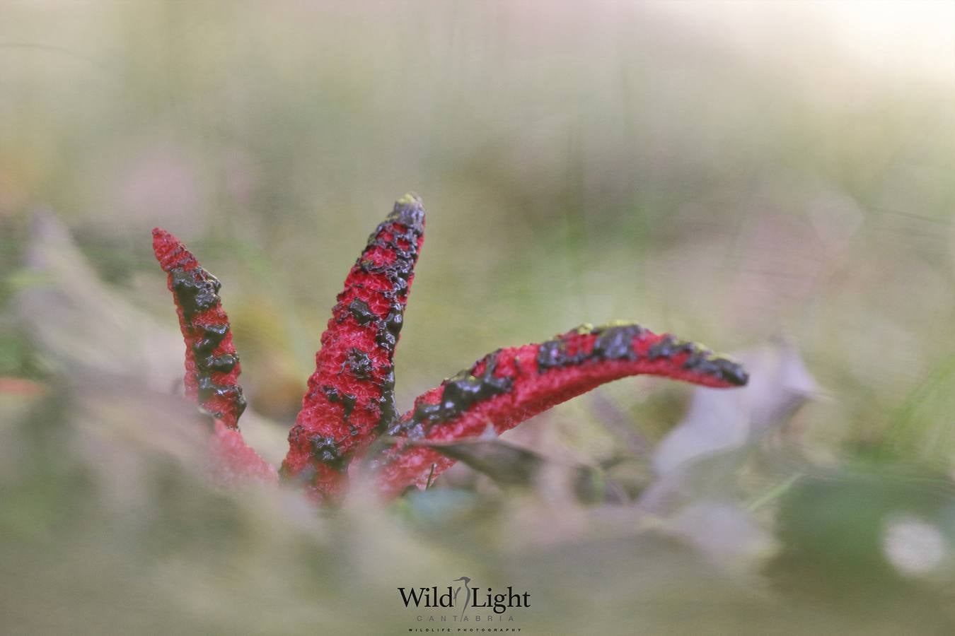 El conservacionista cántabro Roberto González lanza WildLife Cantabria, una web para difundir la belleza y riqueza de la naturaleza de Cantabria.