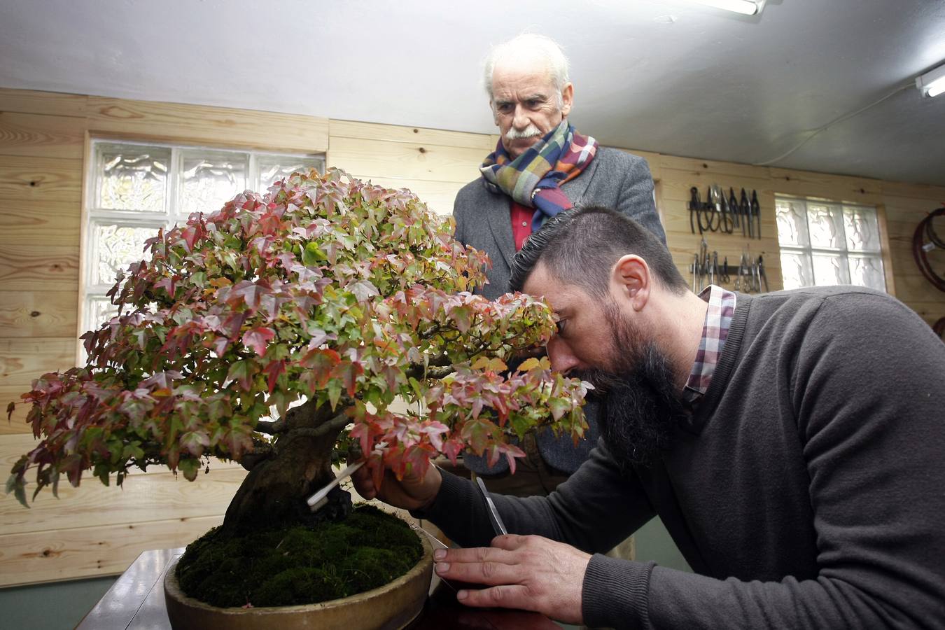 Llegó a tener 200 ejemplares, pero ahora este aficionado cántabro -uno de los veteranos en este arte japonés en cantabria- prefiere tener menos (unos 40) y cuidarles mejor.