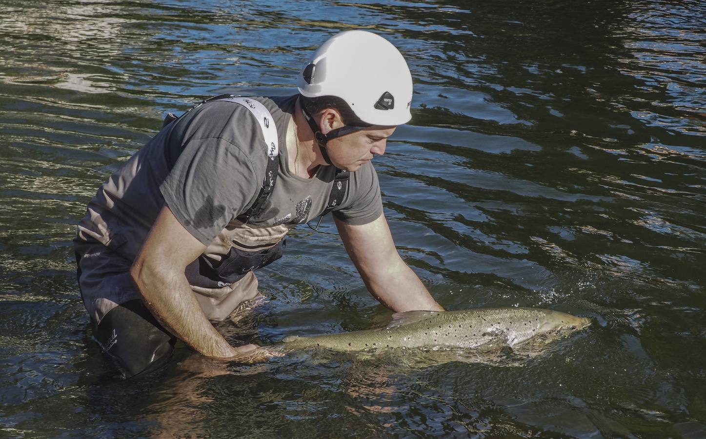 Conteo de salmones