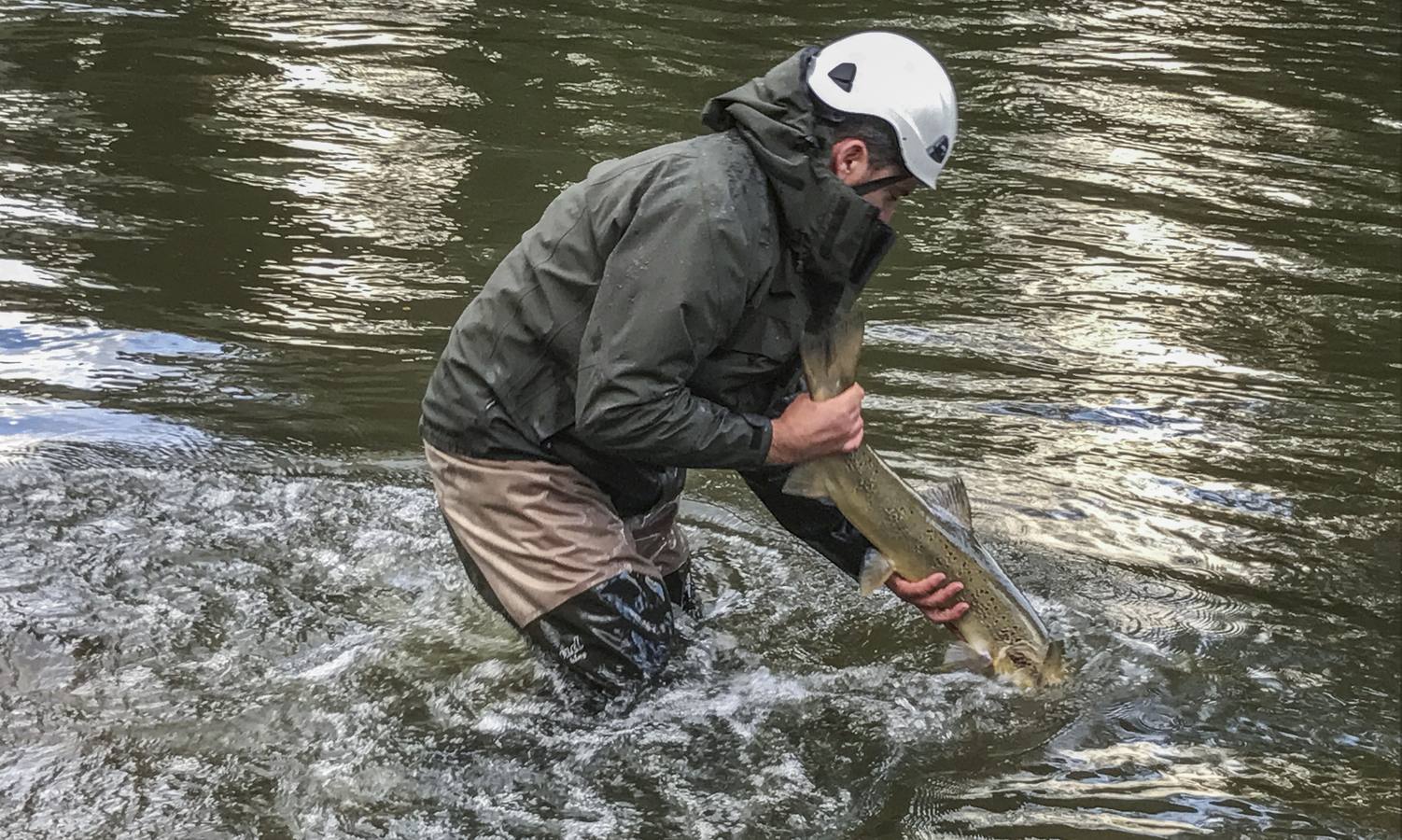 Conteo de salmones