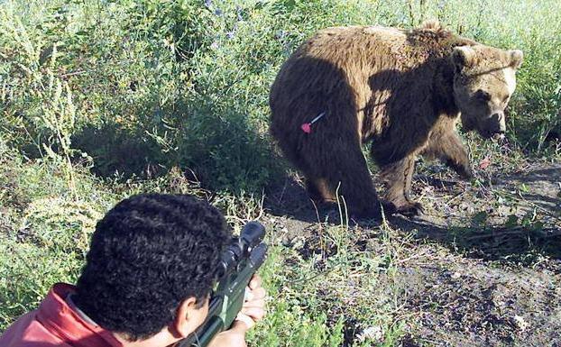 Imagen de archivo de un veterinario disparando un dardo sedante a un oso pardo