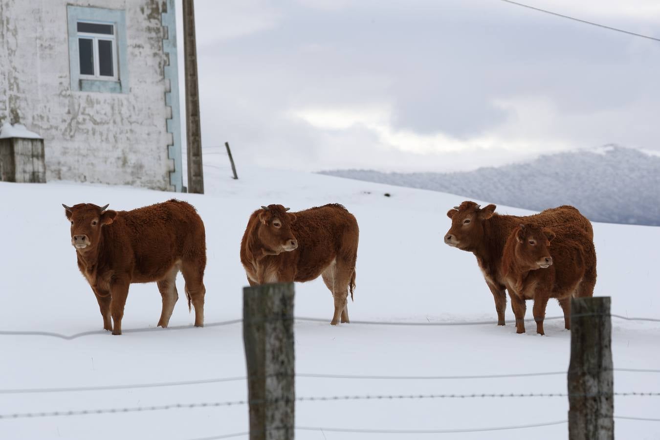 La nieve ha dejado bellas estampas en Campoo