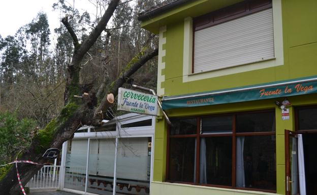 Un árbol cayó sobre el comedor de la Cervecería Fuente de la Vega en Ramales.