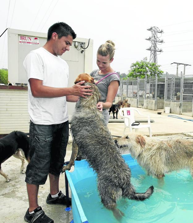 Dos voluntarios atienden a los perros en el refugio canino Torres.