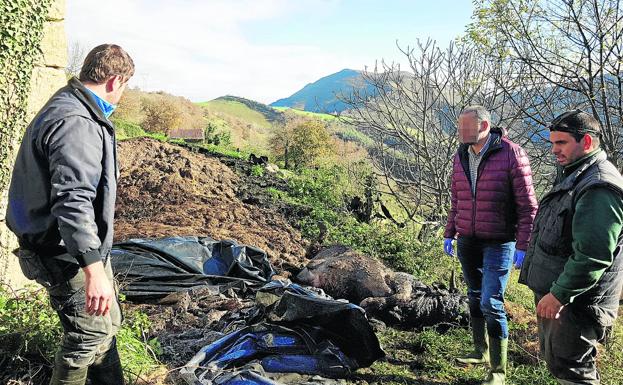 Aparecen muertos 11 terneros del ganadero de Bielva que perdió 23 tudancas en un incendio