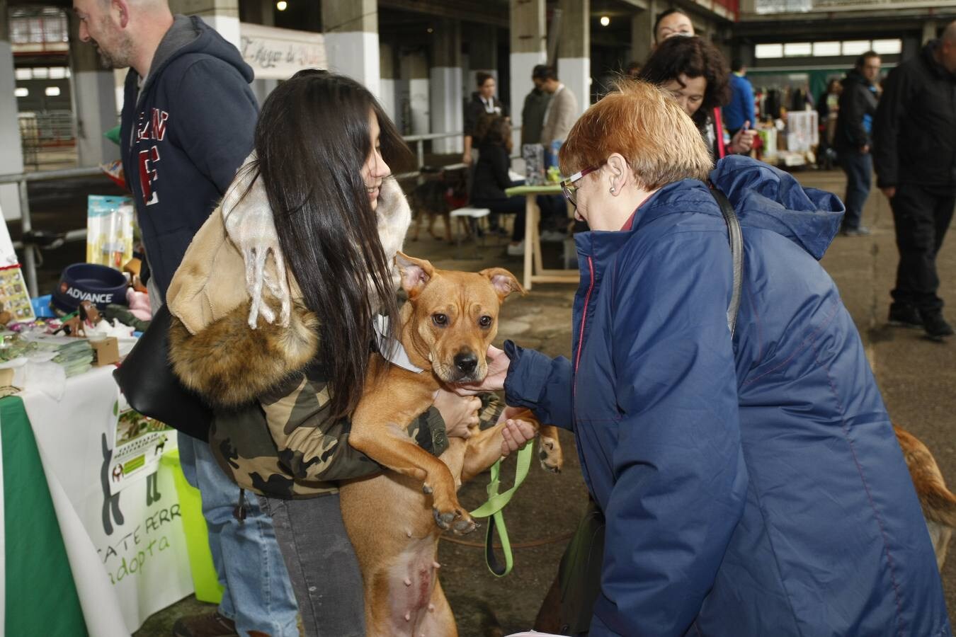 Unos 200 animales, entre ellos perros y gatos, se han reunido este sábado en la segunda Feria de Adopción Ciudad de Torrelavega para fomentar la adopción