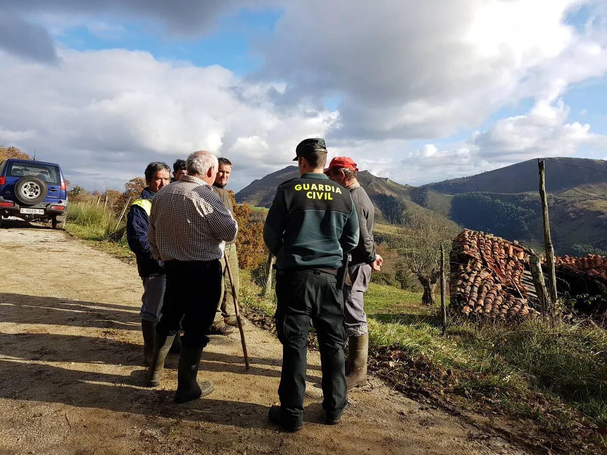 Aparecen muertos 11 terneros del ganadero de Bielva que perdió 23 tudancas en un incendio