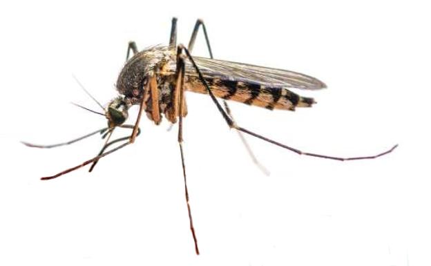 El mosquito 'aedes aegypti’.